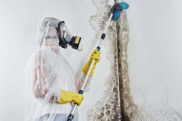 Best Residential Mold Remediation in Farmersville, CA
