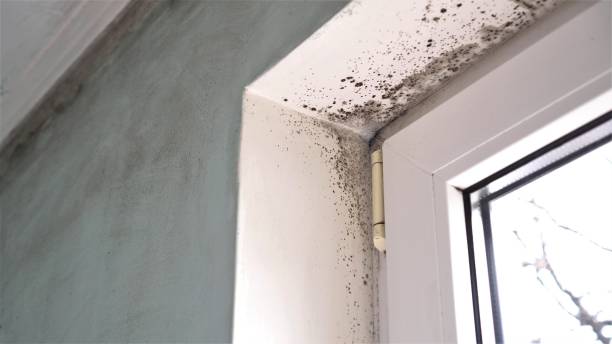 Best Preventive Mold Services in Farmersville, CA