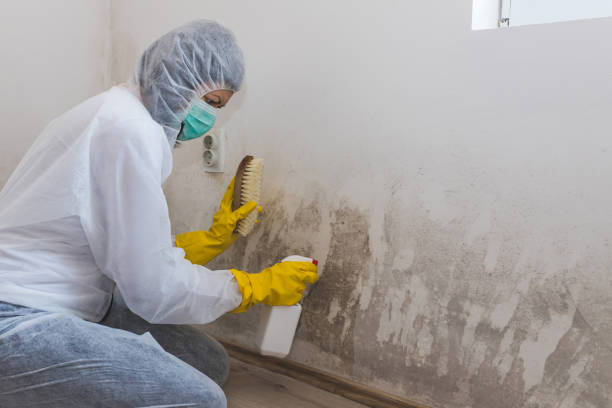 Best Black Mold Remediation in Farmersville, CA