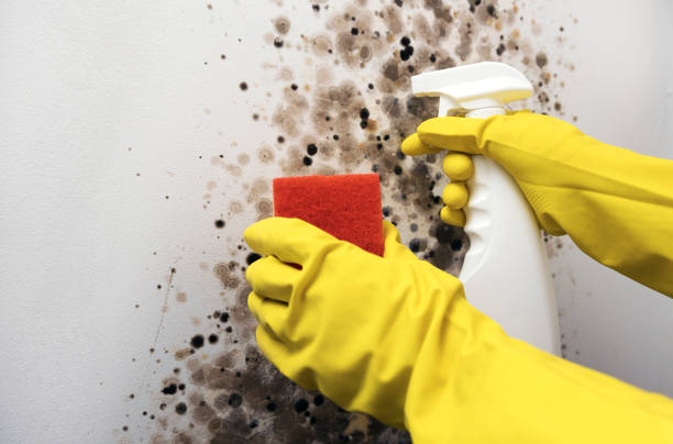 Best DIY Mold Remediation Support Services in Farmersville, CA