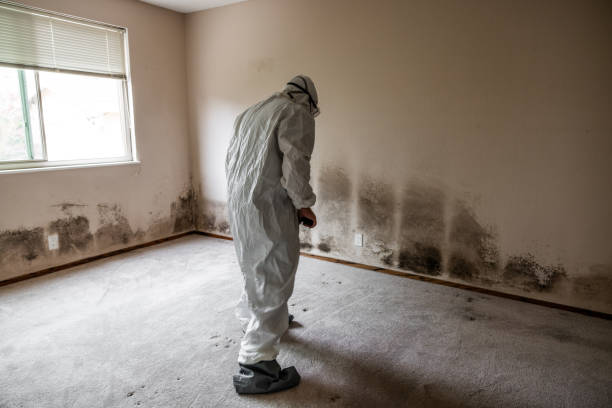 Best Attic Mold Remediation in Farmersville, CA