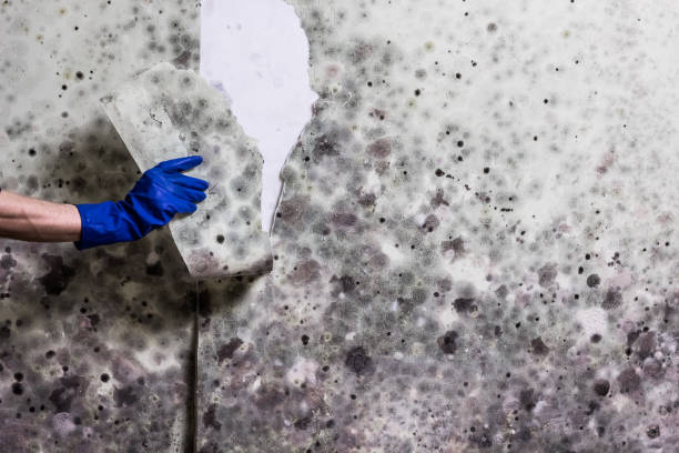 Best Emergency Mold Remediation in Farmersville, CA